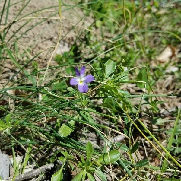 Viola bicolor Kwiat