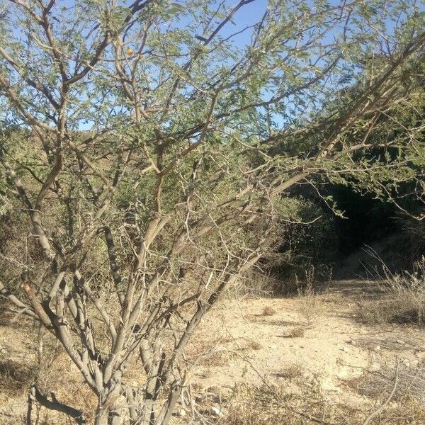 Vachellia farnesiana Vekstform