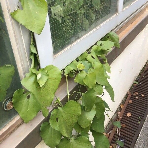 Aristolochia elegans Blatt