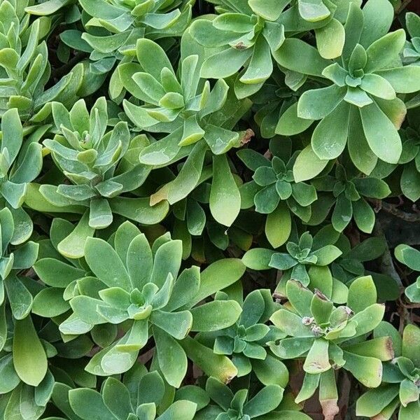 Sedum palmeri List