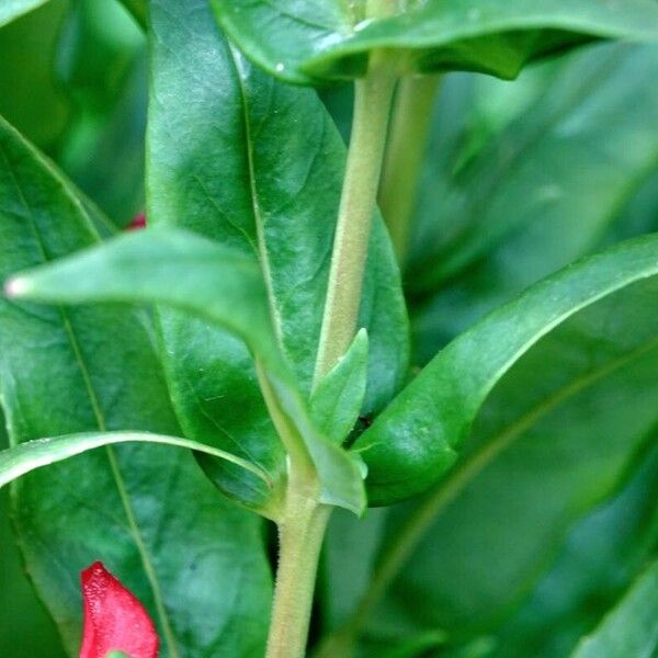 Penstemon hartwegii Leaf