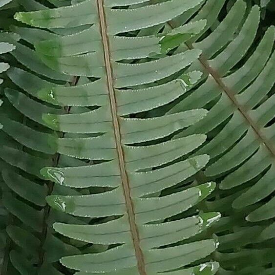 Nephrolepis cordifolia Feuille