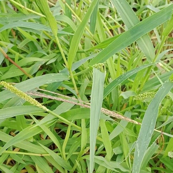 Setaria verticillata Blatt