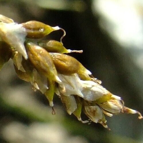Carex capillaris Flower