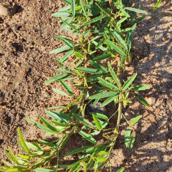 Lespedeza virginica Leaf