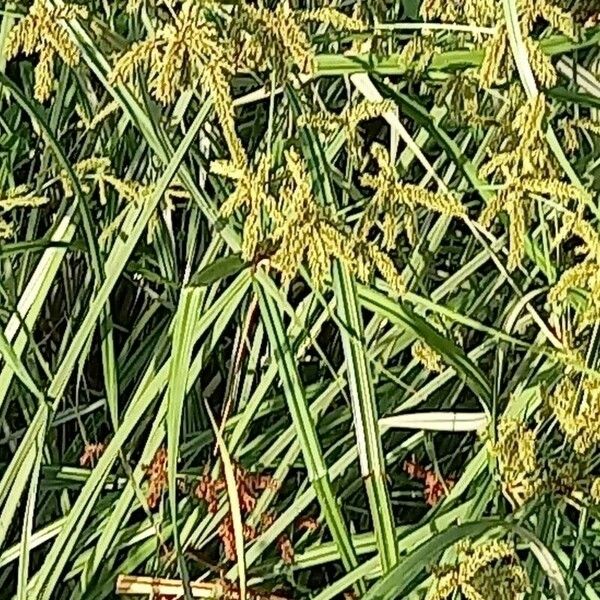 Cyperus alopecuroides Цвят