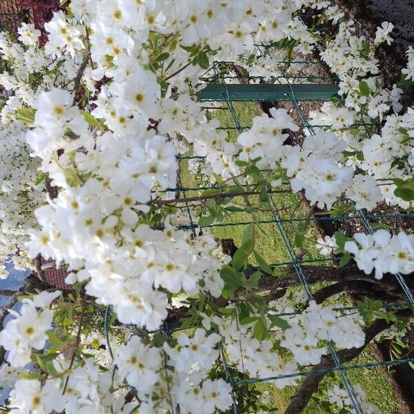 Exochorda racemosa Flower