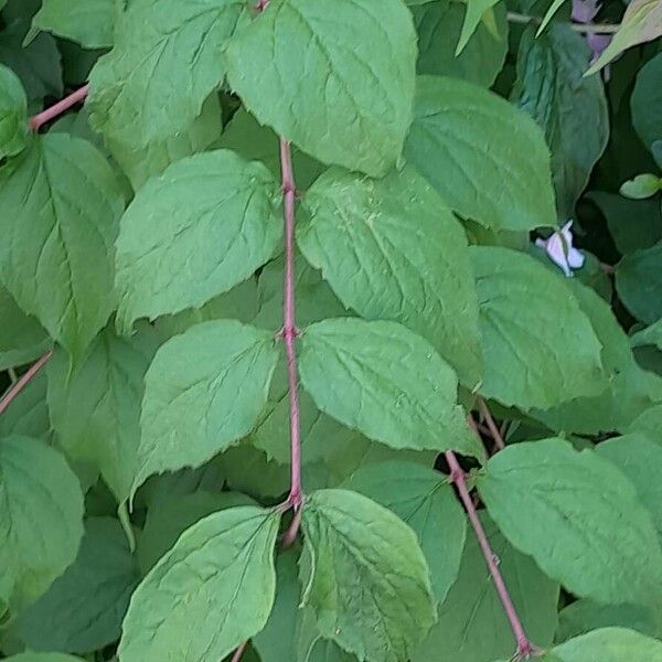 Kolkwitzia amabilis Φύλλο