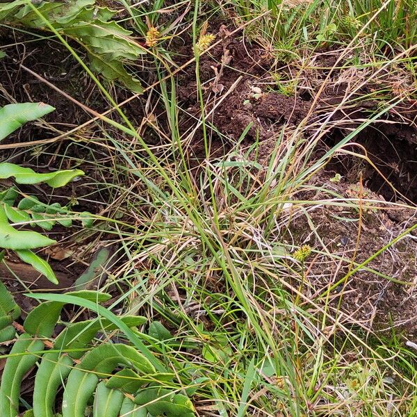 Carex fuscula Habitus