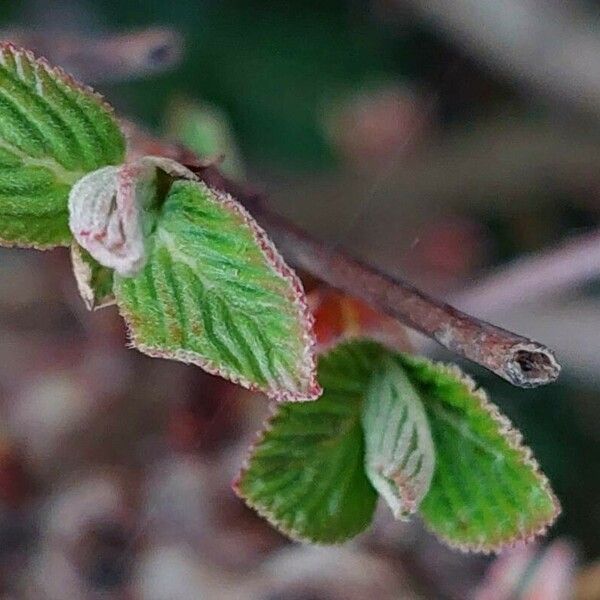 Viburnum farreri Liść