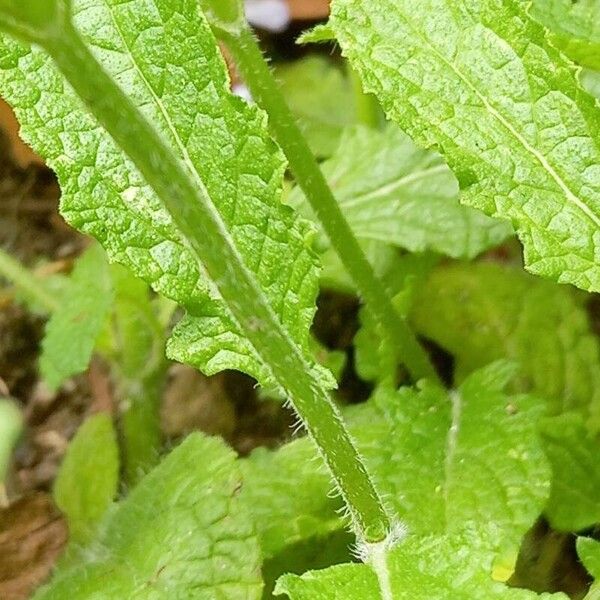 Salvia repens Kaarna