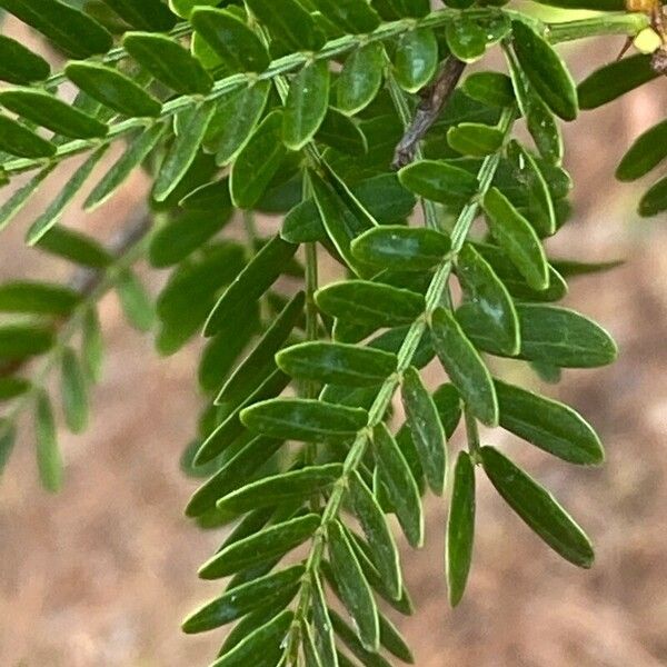 Acacia karroo 葉