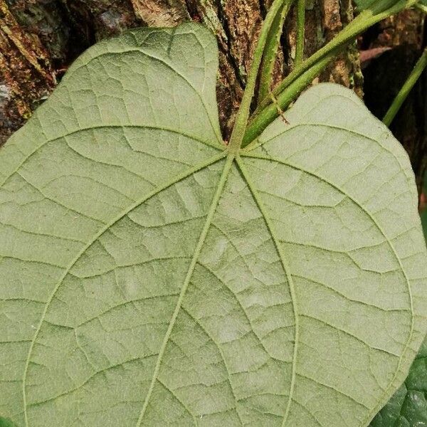 Dioscorea bulbifera Blatt