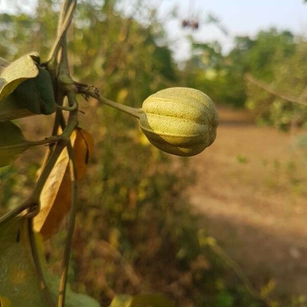 Aristolochia acuminata Φρούτο