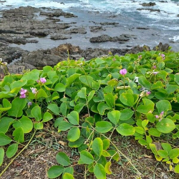 Canavalia rosea 花