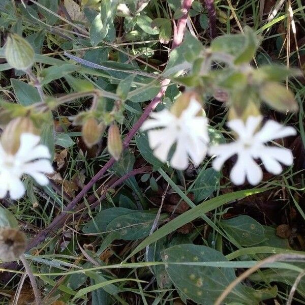 Silene latifolia Flower