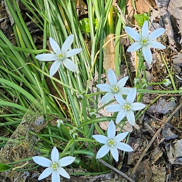 Ornithogalum umbellatum Flor