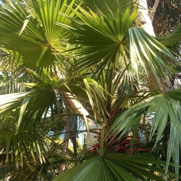 Washingtonia robusta Leht