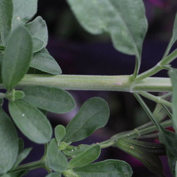 Salvia × jamensis Rusca