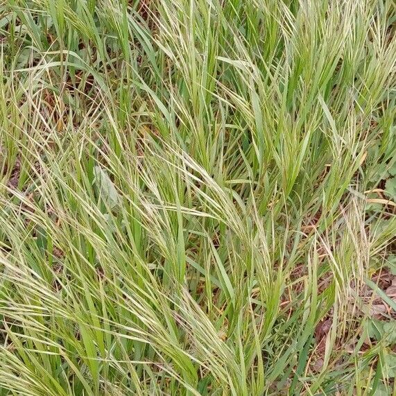 Bromus sterilis Облик