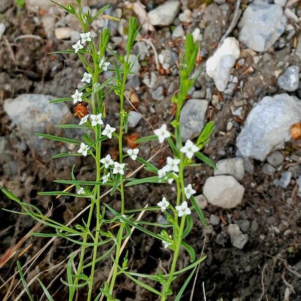 Thesium alpinum Fleur