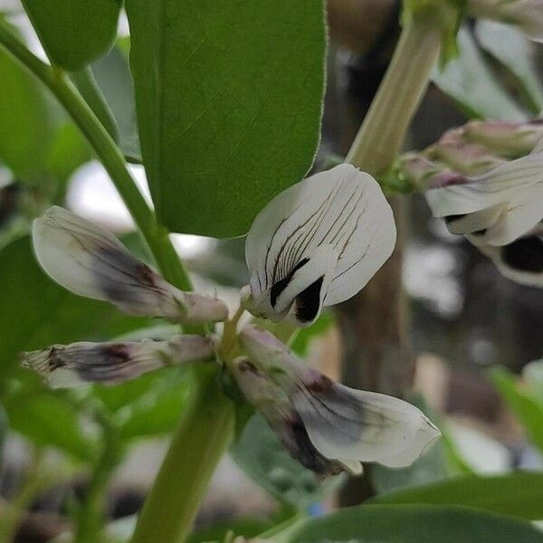 Vicia faba Blomst