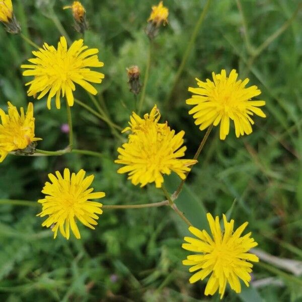 Crepis biennis Flower