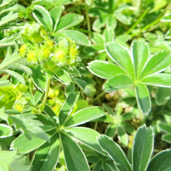 Alchemilla plicata Blad