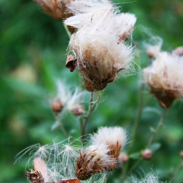 Cirsium arvense Fruto