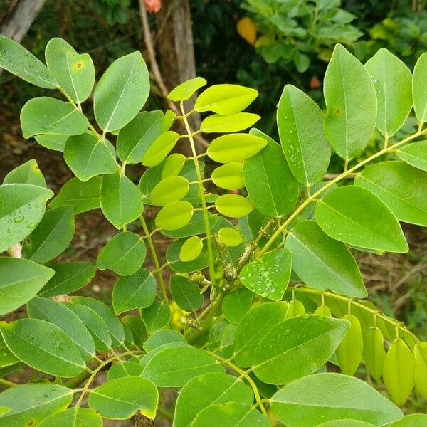 Gliricidia sepium Leaf