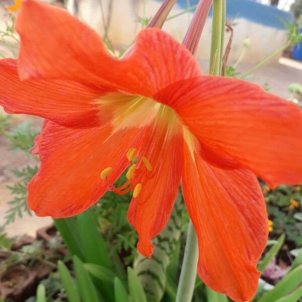 Hippeastrum puniceum Fiore