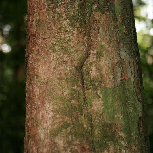 Posoqueria latifolia बार्क (छाल)