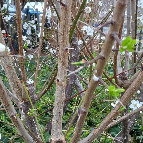 Prunus spinosa кора