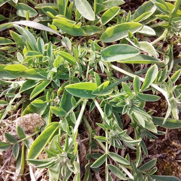 Anthyllis montana Blad