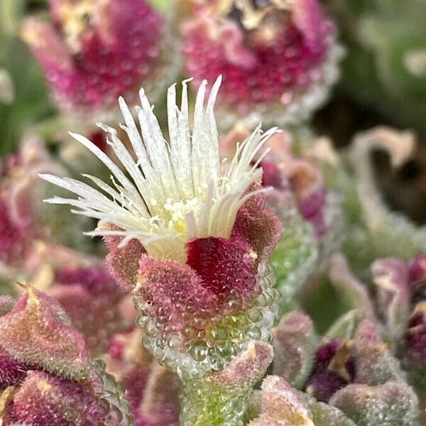 Mesembryanthemum crystallinum 花