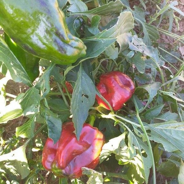 Capsicum annuum Frucht