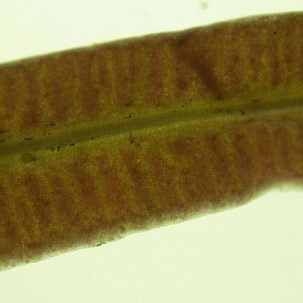 Elaphoglossum amygdalifolium