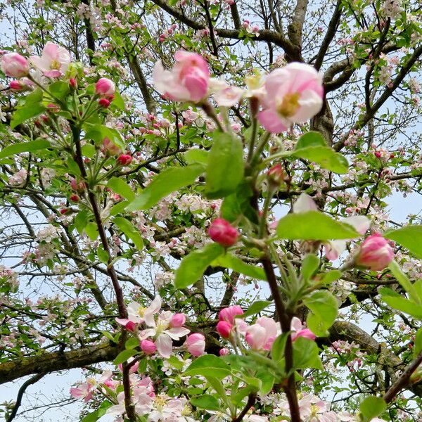 Malus domestica Flower