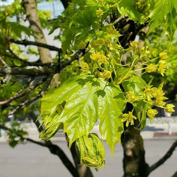 Acer platanoides Lehti