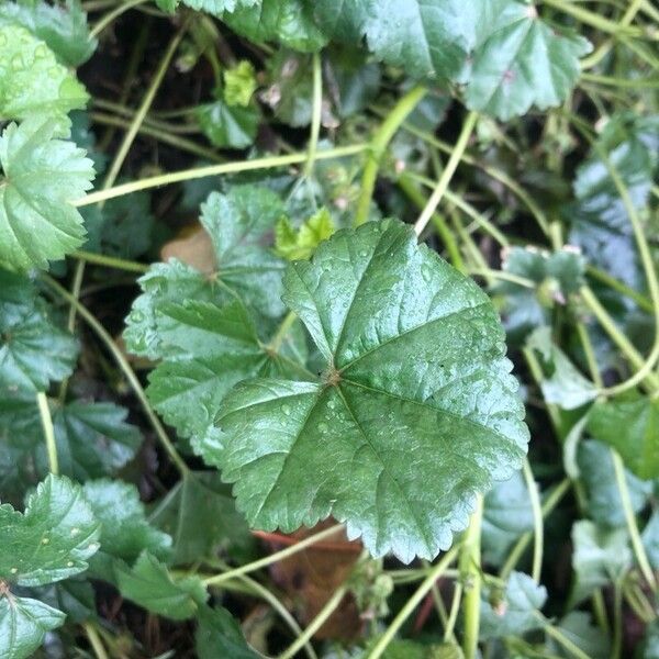 Malva verticillata Leaf