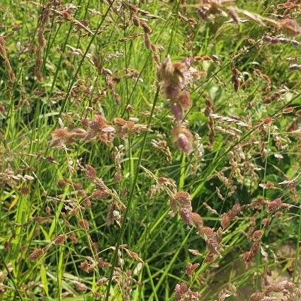 Eragrostis superba Flor