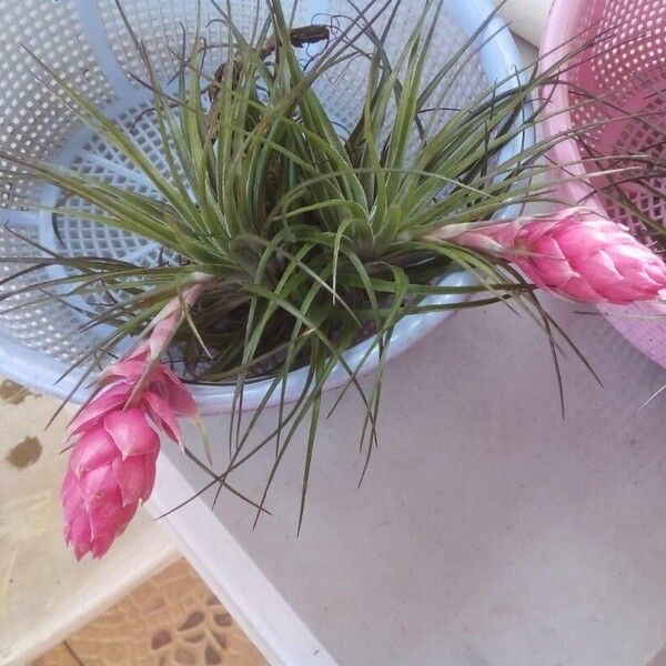 Tillandsia stricta Flors