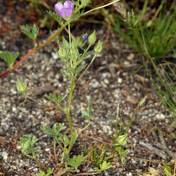 Eremalche parryi (Parry's mallow)