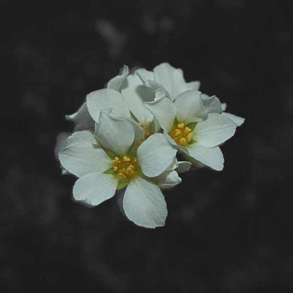 Hemieva ranunculifolia Virág