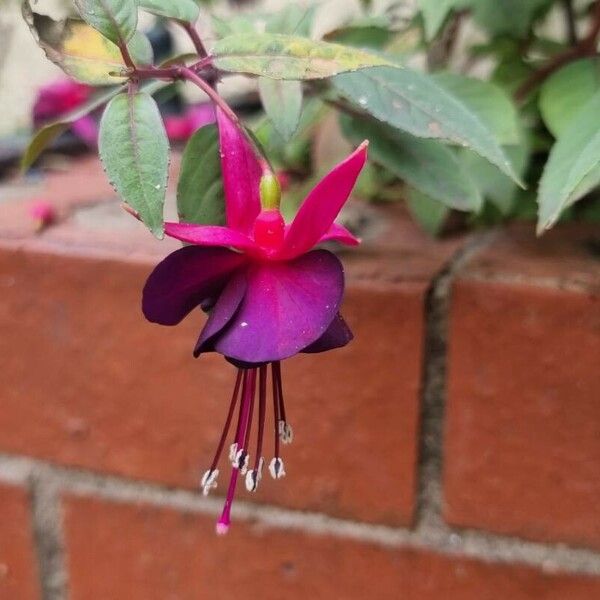 Fuchsia magellanica Flors