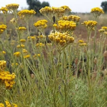 Helichrysum italicum പുഷ്പം