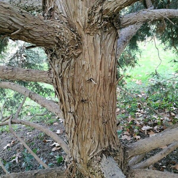 Juniperus drupacea Кора