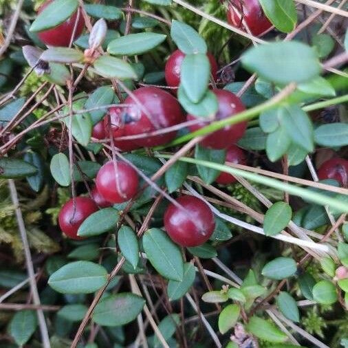 Vaccinium oxycoccos Frukt