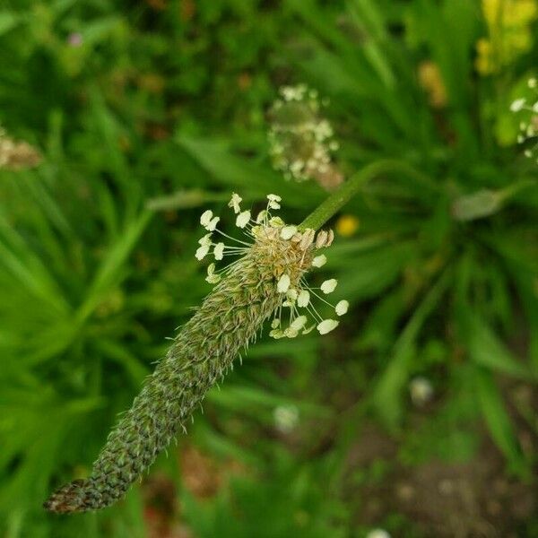 Plantago argentea 果