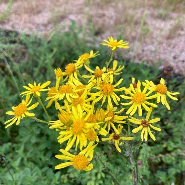 Jacobaea erucifolia 花